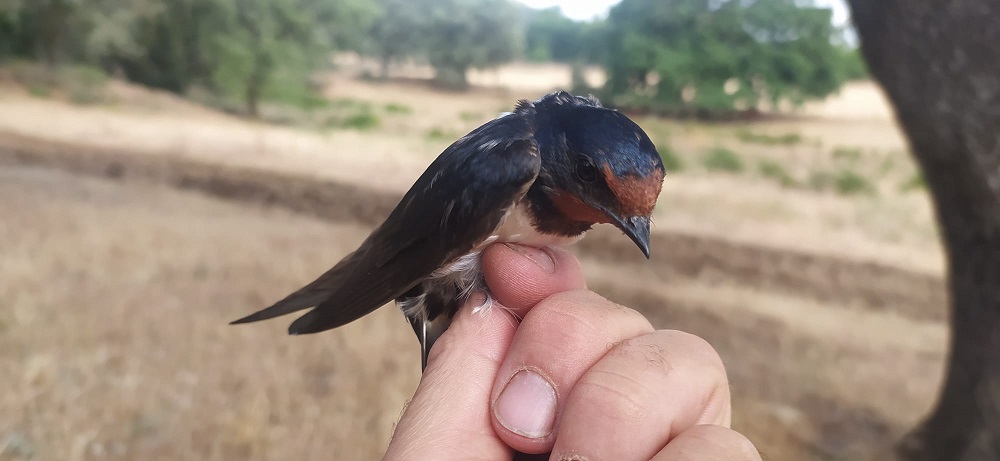 WhatsApp Image 2022-06-21 at 11.50.04 AM.jpeg