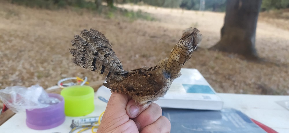 WhatsApp Image 2022-06-21 at 11.50.07 AM.jpeg