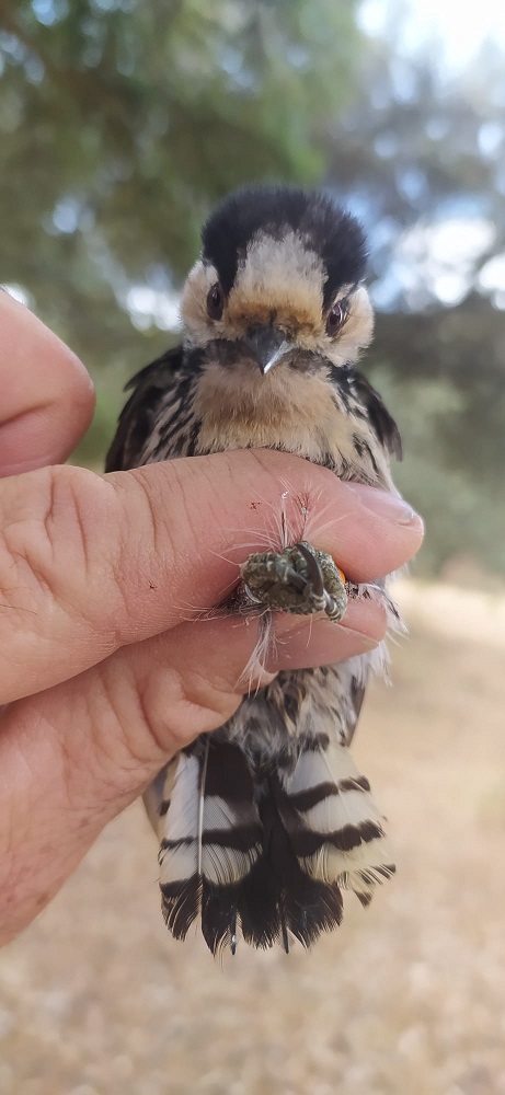 WhatsApp Image 2022-06-21 at 11.51.05 AM.jpeg